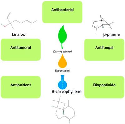 Biological activity of the essential oil of Drimys winteri